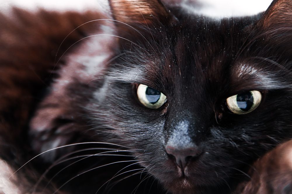 Photograph by Алексей Голубев