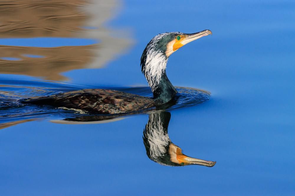 Photograph by Dany Natapov