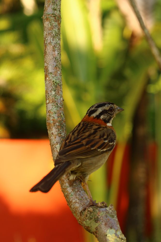 Little Bird Perched on a Tree