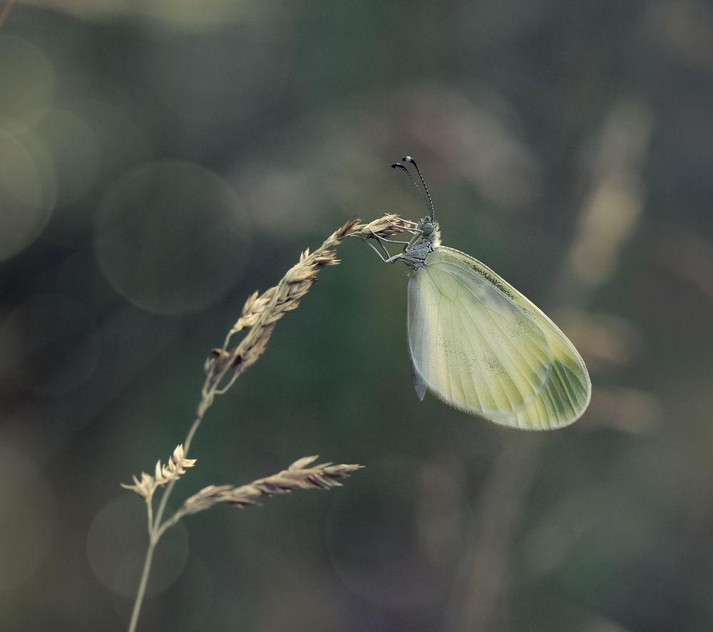 Photograph by Алена Полетаева