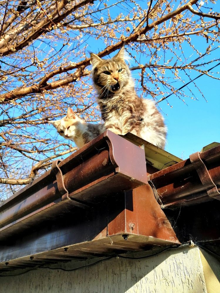 Photograph by Татьяна Чарушина