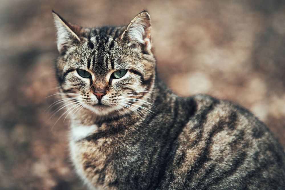 Кошачий портрет