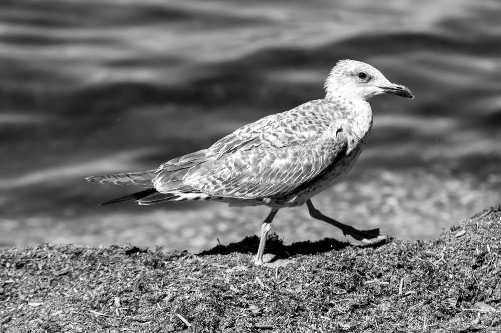 Photograph by Василий Борисович