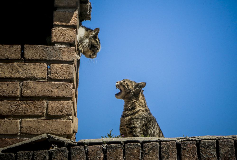 Фотография автора Ghadir Vaghari