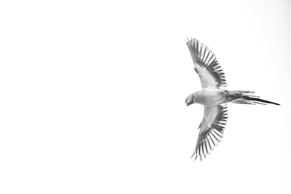 Photograph by Kamal Bhattacharjya