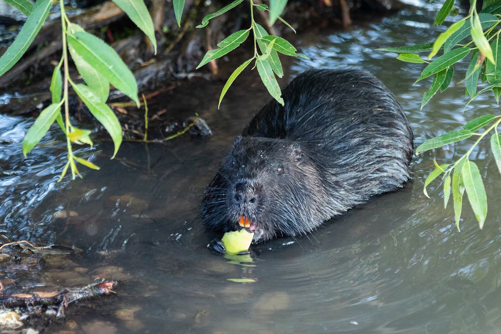 Photograph by Мария Дронова