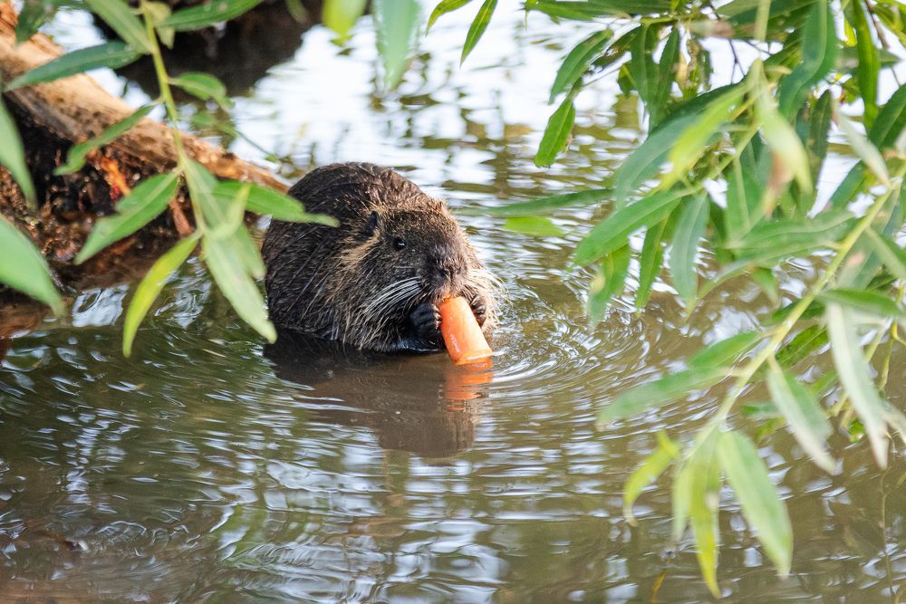 Photograph by Мария Дронова