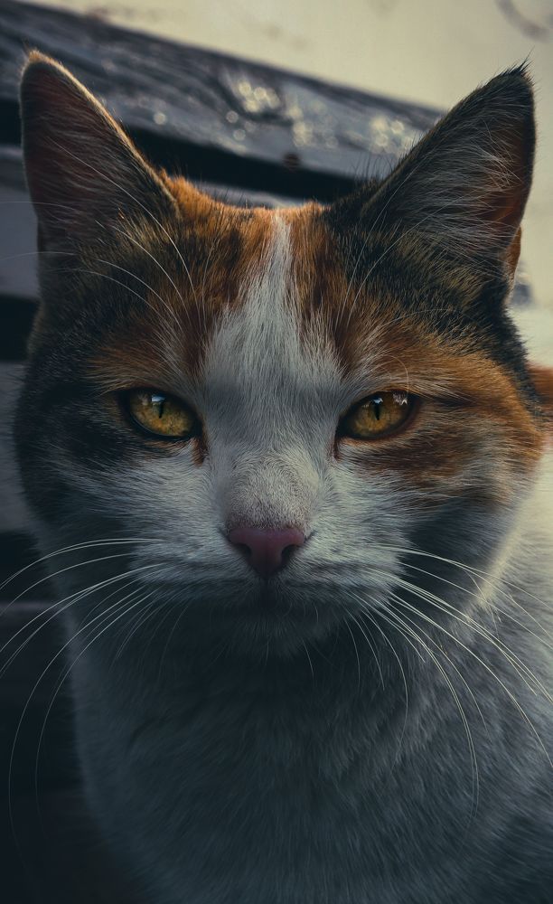 Photograph by Navid Eskandarinazhad