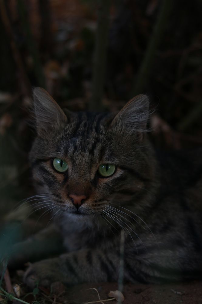 Photograph by Navid Eskandarinazhad