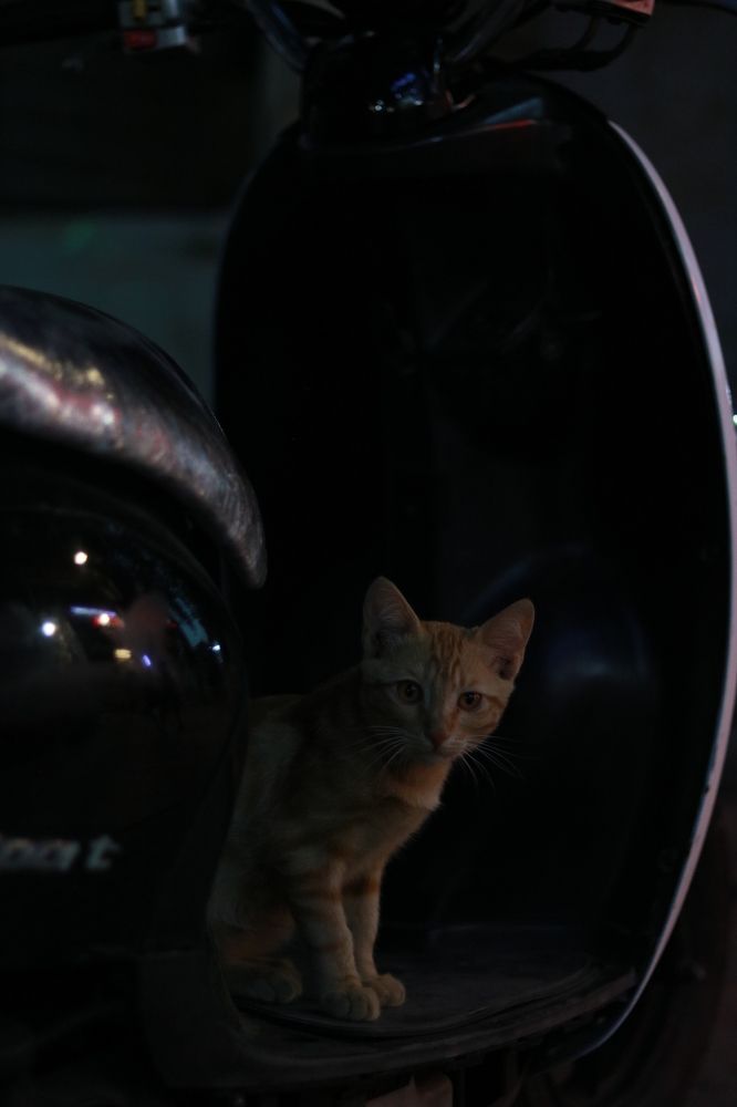 Photograph by Navid Eskandarinazhad