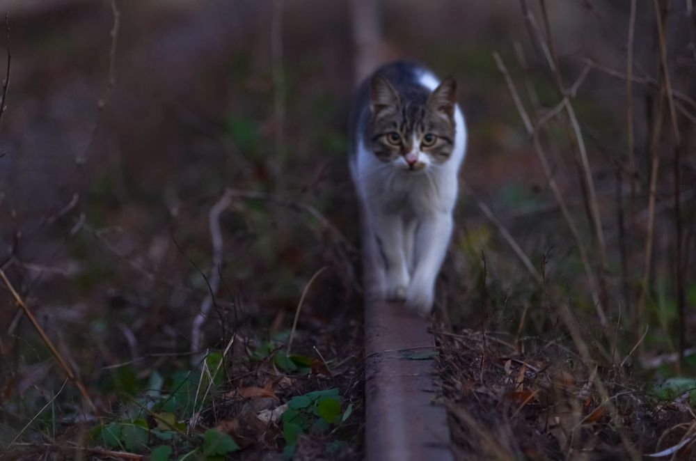 "Равновесие"