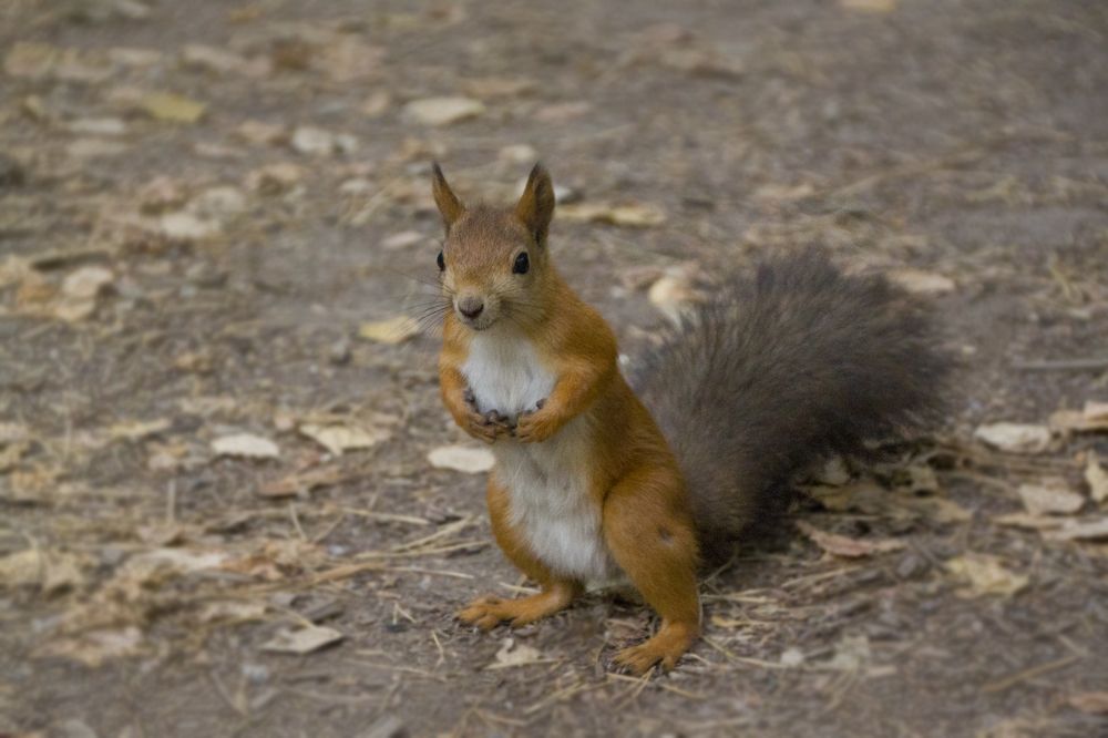А орешки будут?