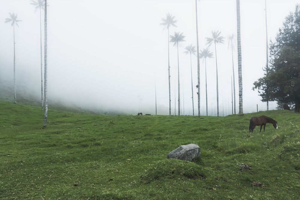 La magia del Cócora