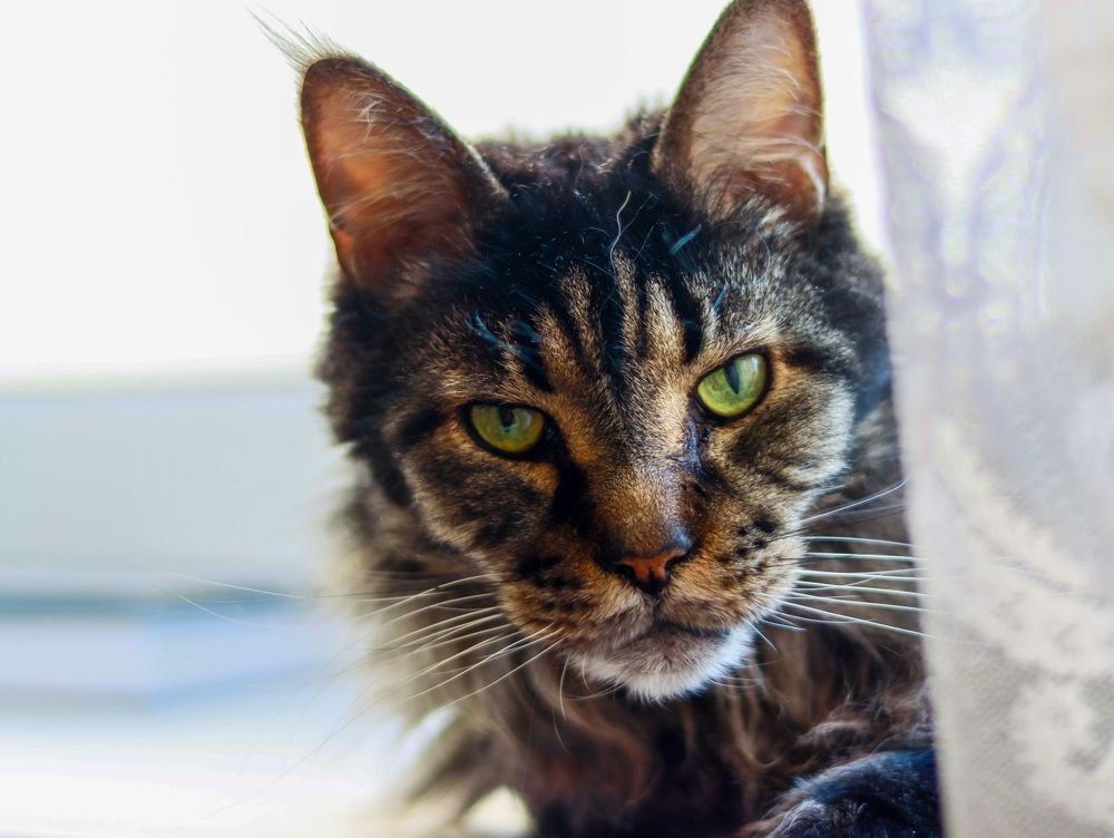 Photograph by Irina Sorokoletova