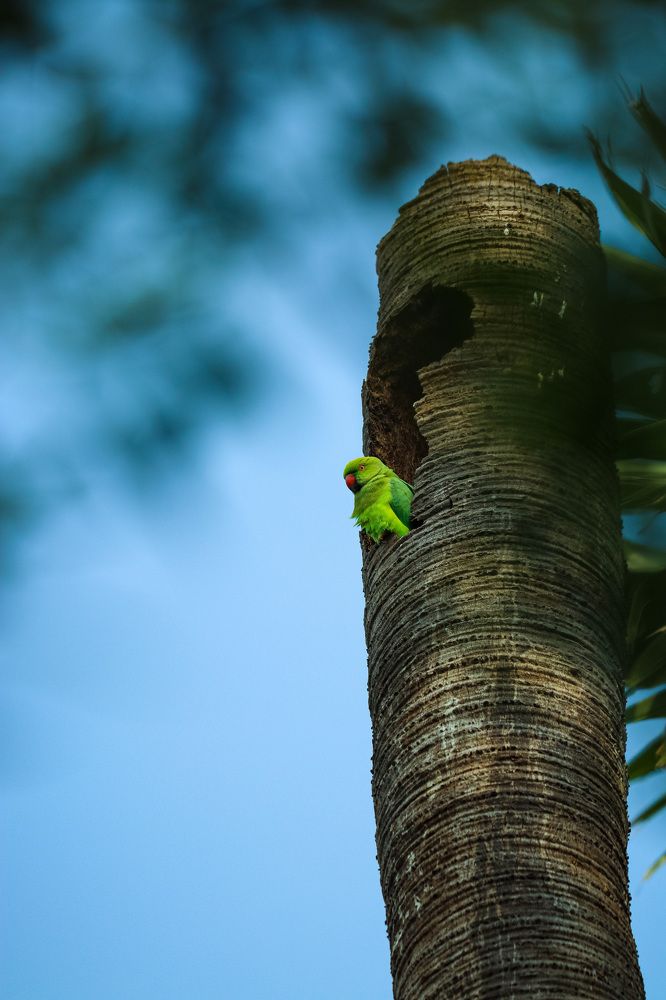 Photograph by Prabhu Mohan