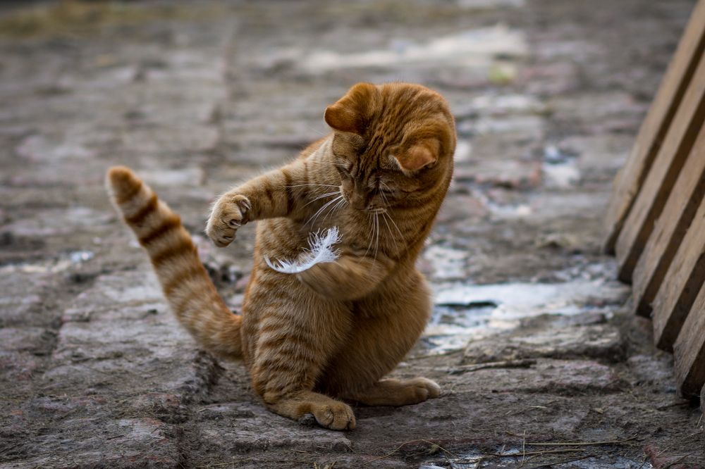 Photograph by Eva Lihor-Laza