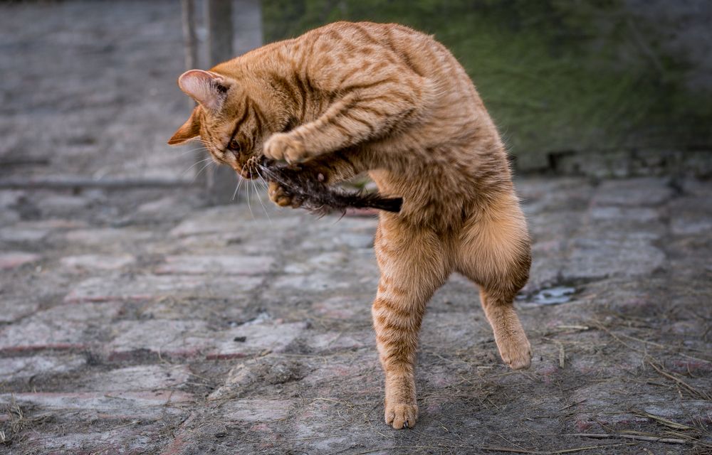 Photograph by Eva Lihor-Laza