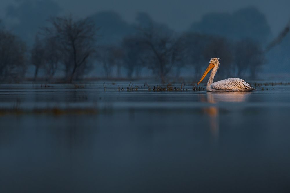 Photograph by Kshitij Patle