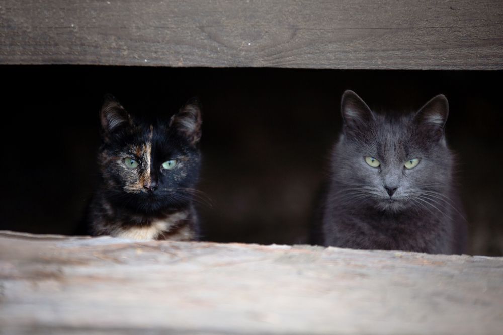 Photograph by Ирина Голомако