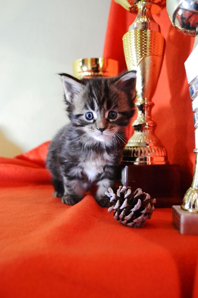 Photograph by Максим Пономаренко