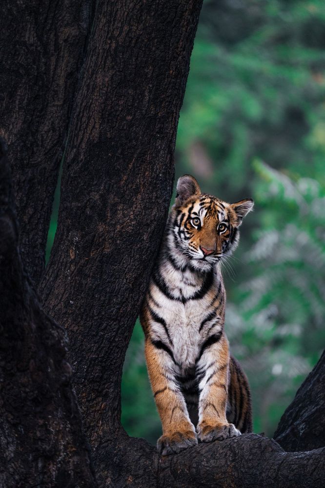 Фотография автора Nived yadav