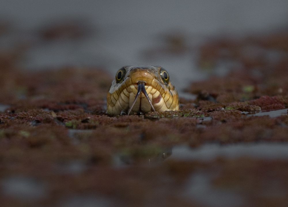 Photograph by Nived yadav