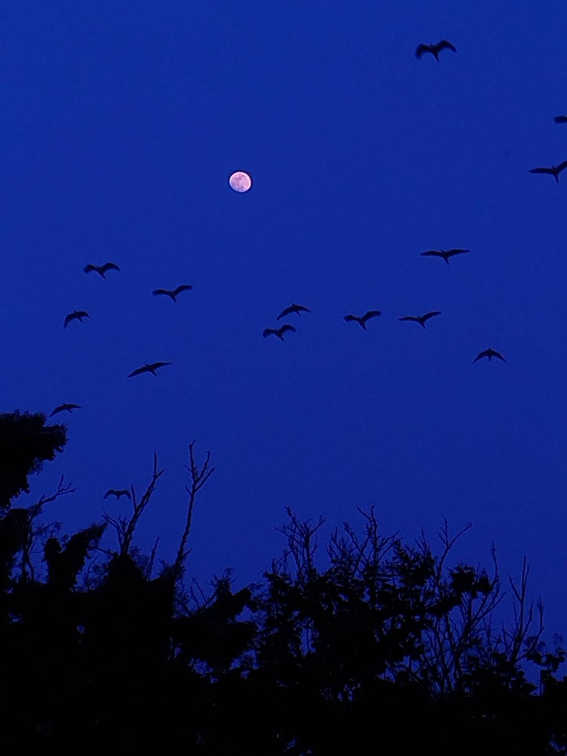 Photo #8801773