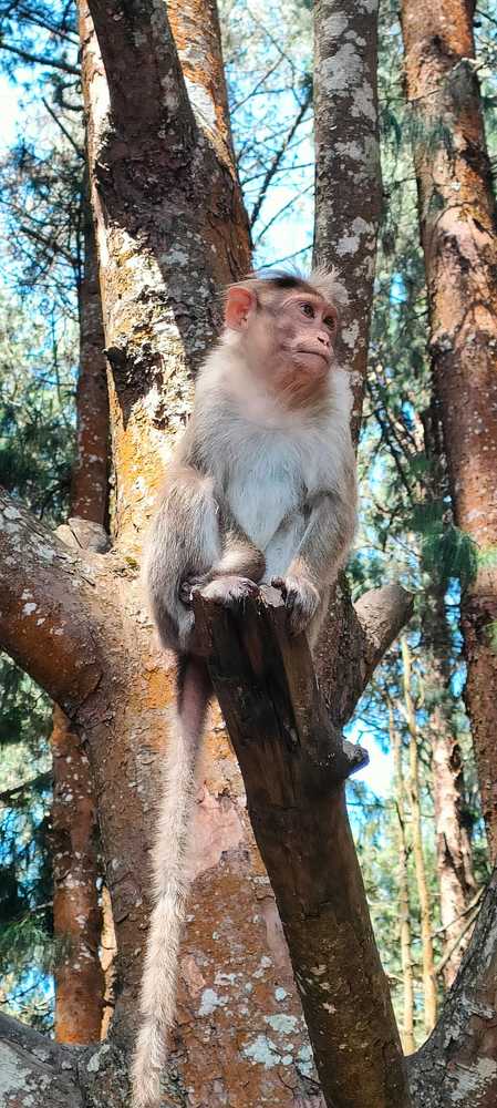 Photograph by Praveen V I