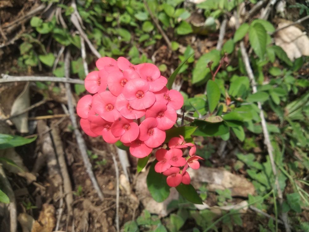 Photograph by M.Sanjay