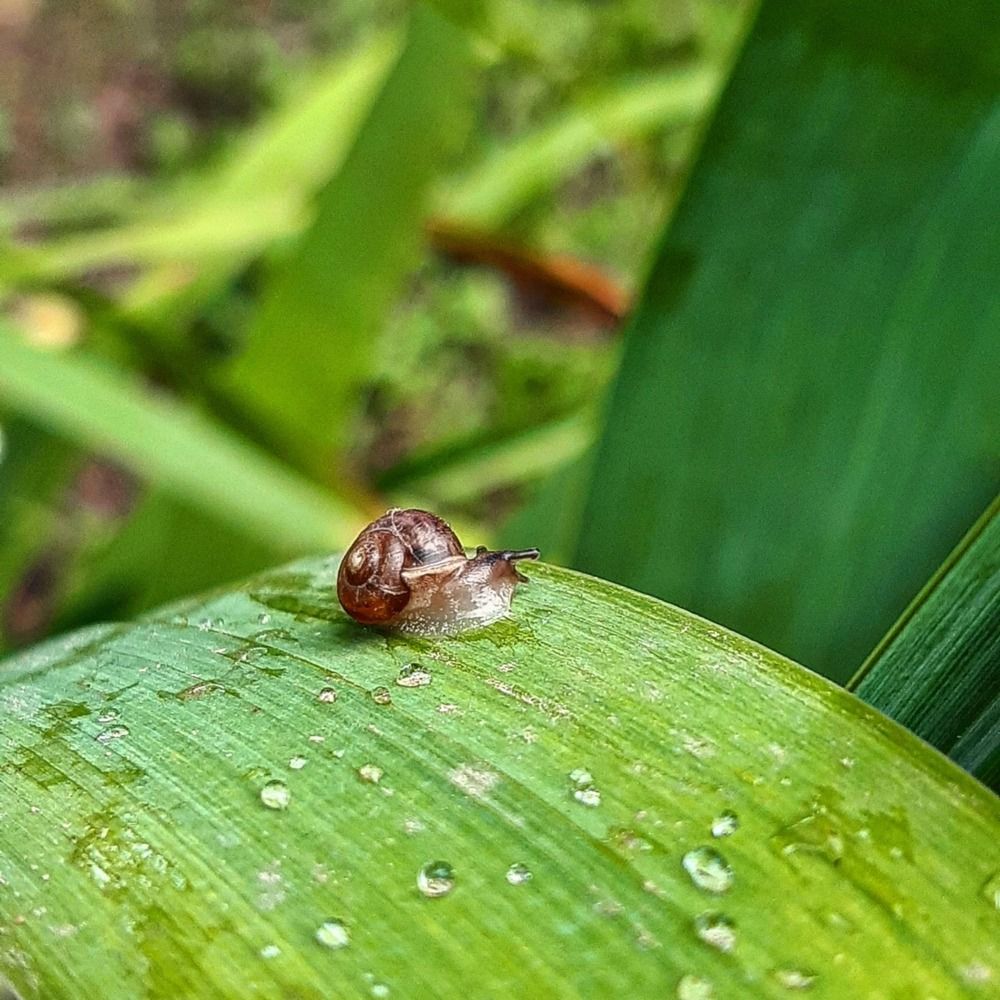 Маленькая улиточка