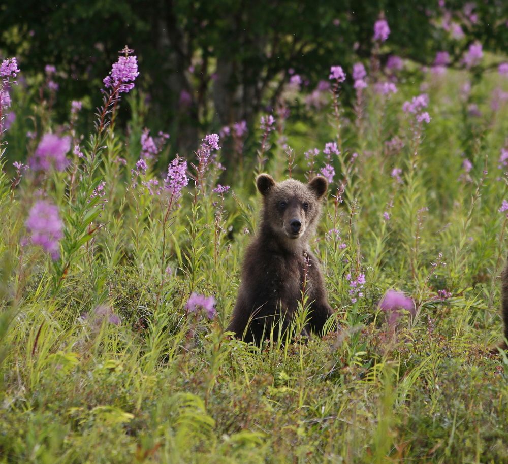 Photograph by Наталья Турчик