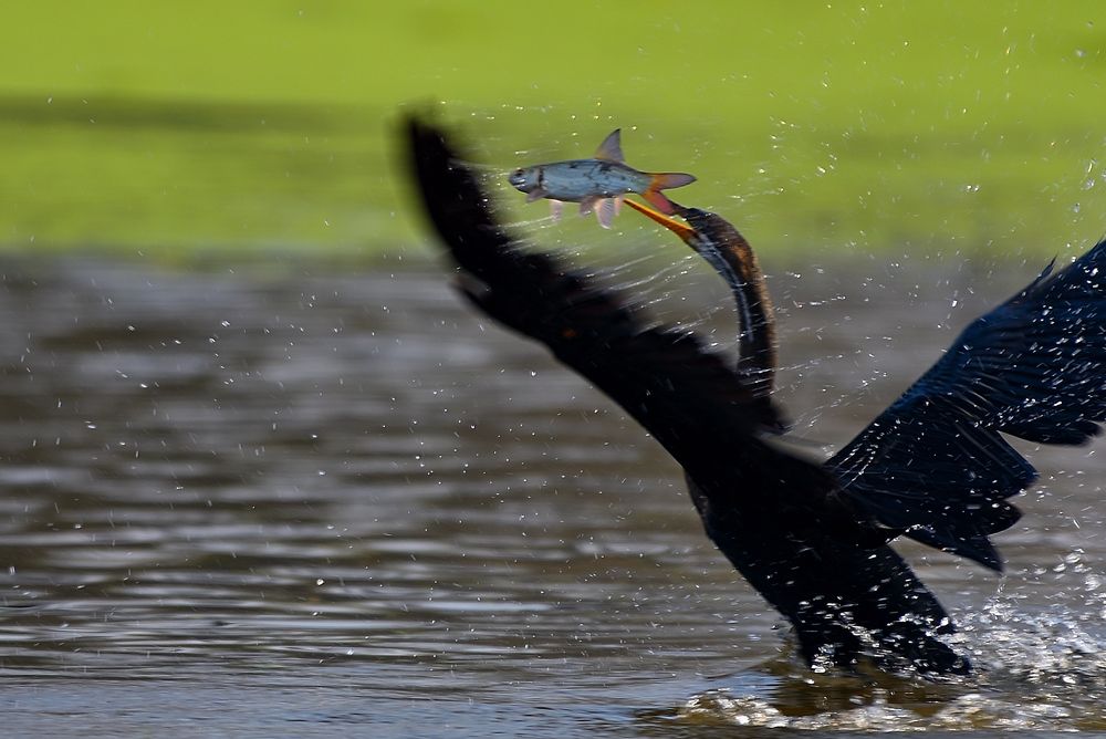 Photograph by Vijay Singh Chandel