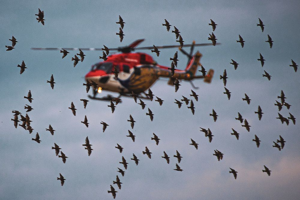 Железная птица