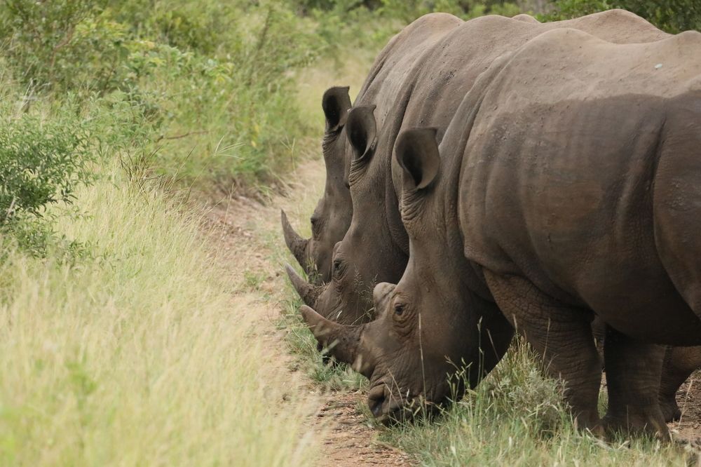 Photograph by ELVIRA LUNEVA