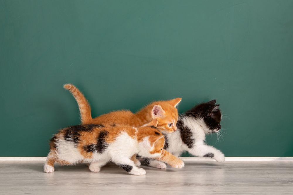 Первый раз в первый класс!