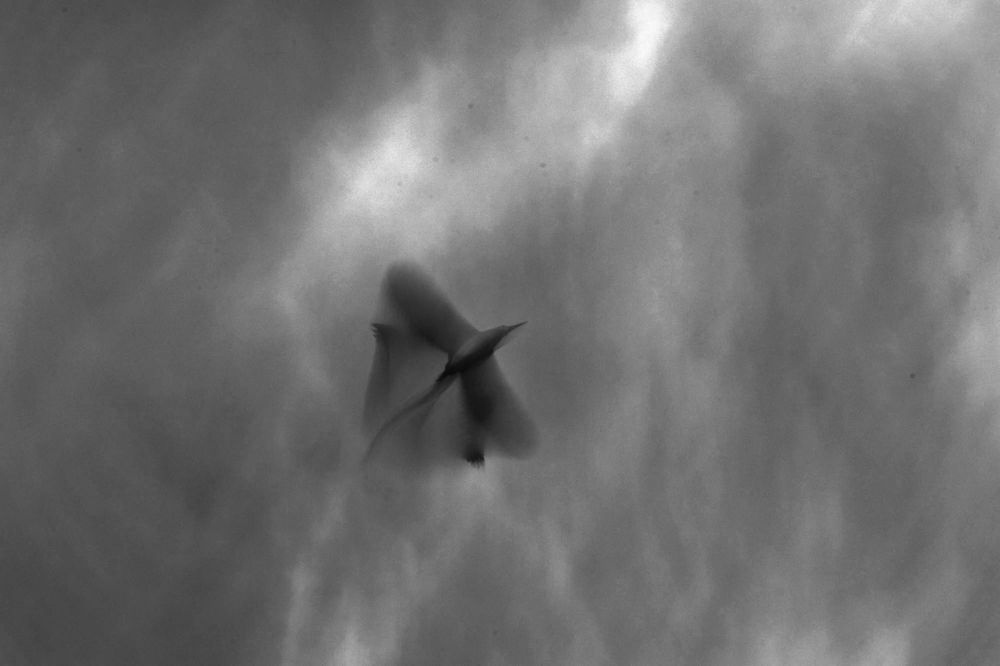 False wings of Sting Ray