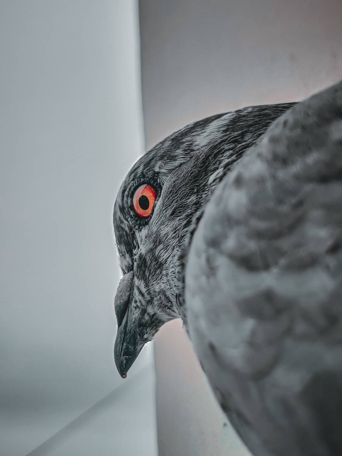 Pigeon?️