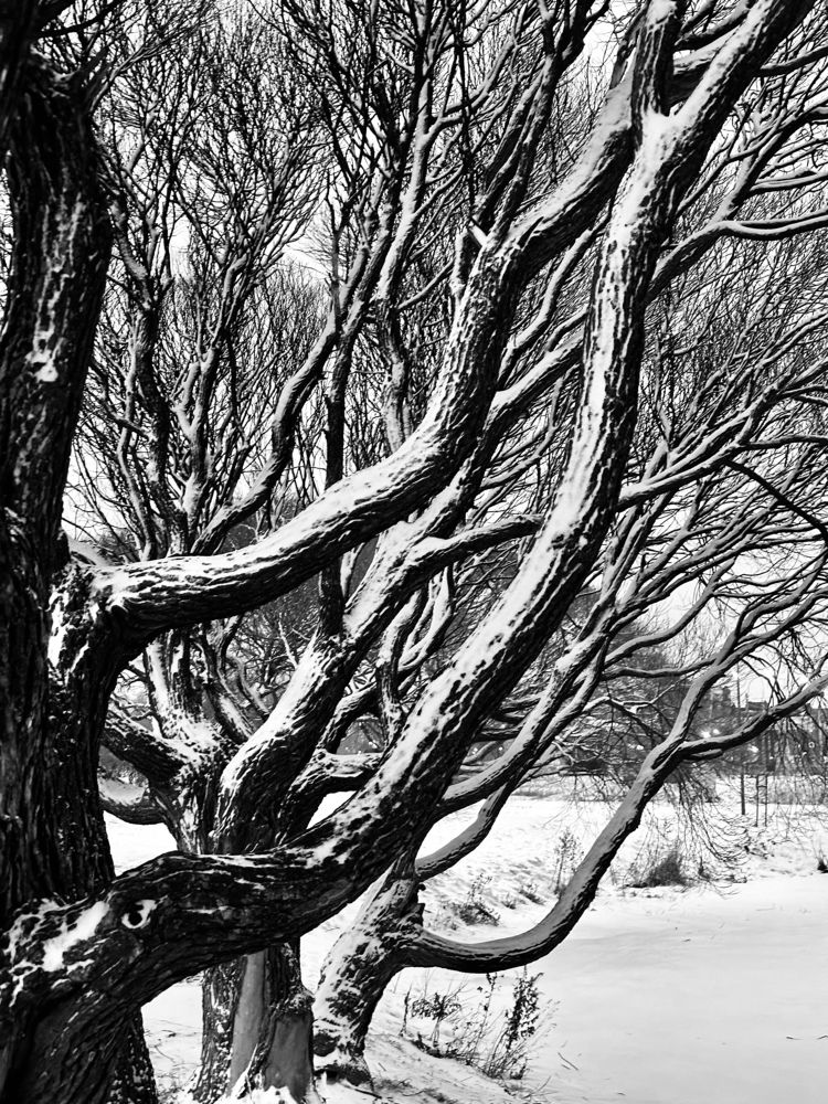 Заснеженный парк