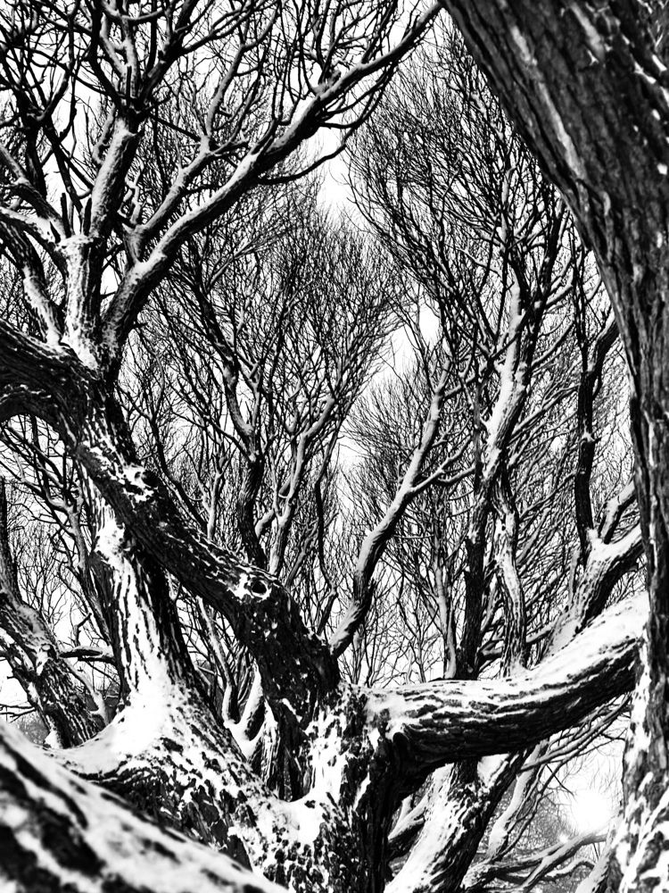 Заснеженный парк