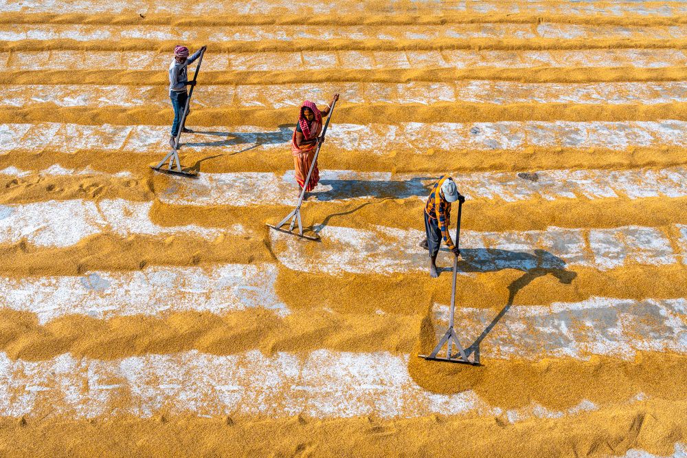 Rice Paddy Drying Workers