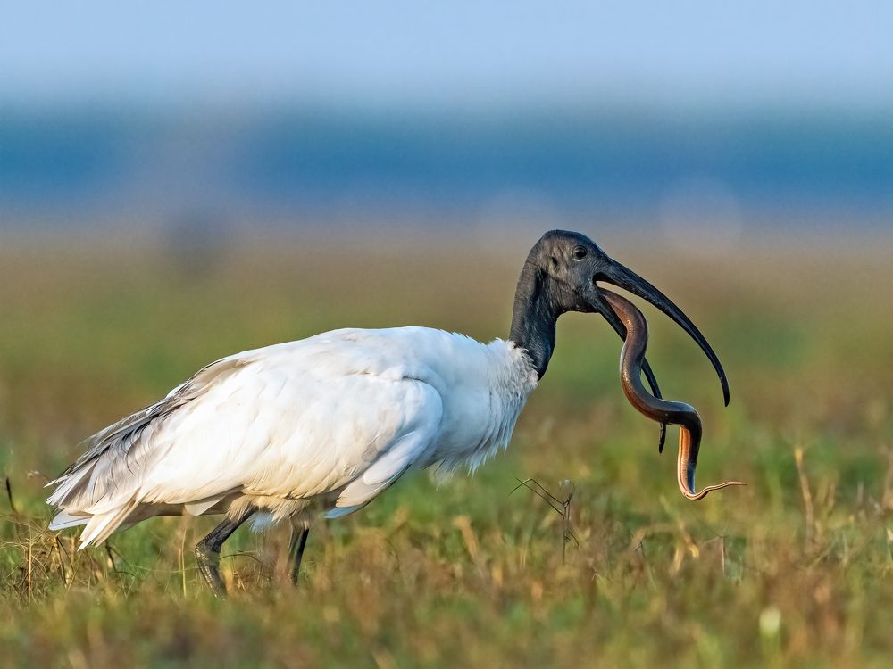 Photograph by Sourav Ganguli
