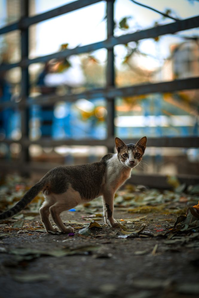 Photograph by Ashwani Thurwal