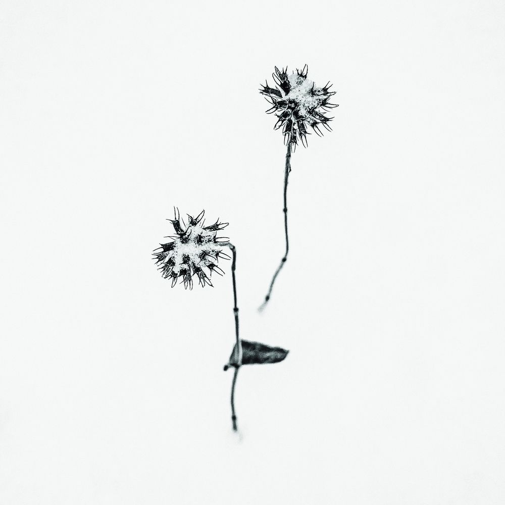 Зимние цветы