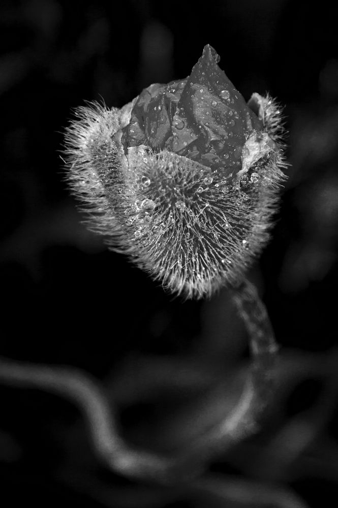 Маковая фантазия - 3