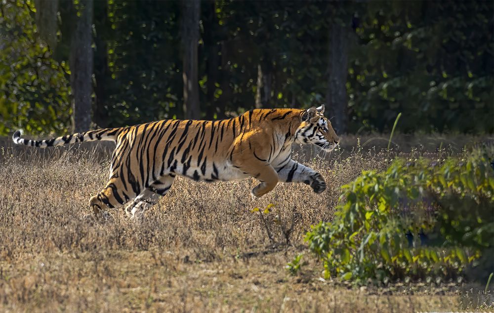 Фотография автора SUBHAMAY  KARMAKAR