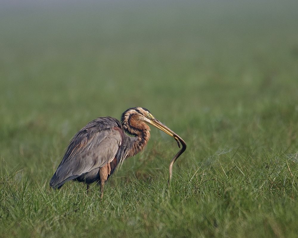 Photograph by Sibananda Bhanja
