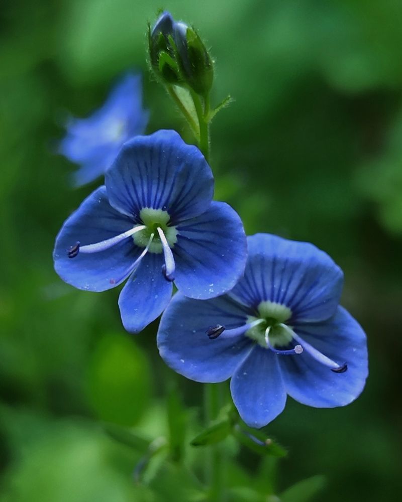 Photograph by Halina Mitsevich