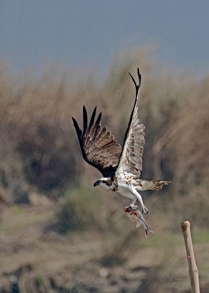 Photograph by Angshuman Mitra