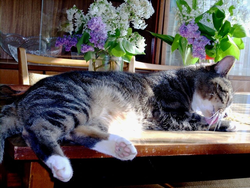 "Сиреневый час"