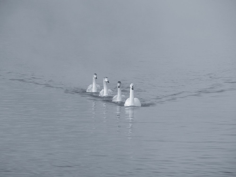 Photograph by Евгения Новоселова